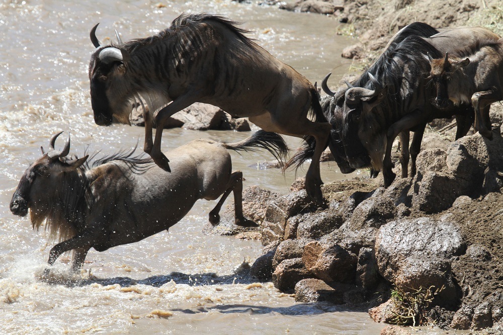 Wildebeest herds crossing the Grumeti River