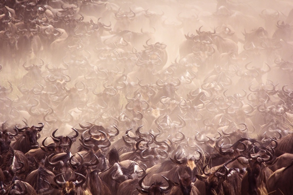 Millions of herds running across the plains