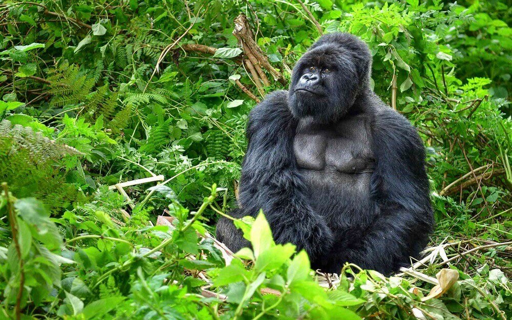 Silverback gorilla in the forest in Rwanda
