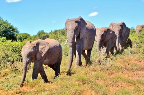 South African elephants walking