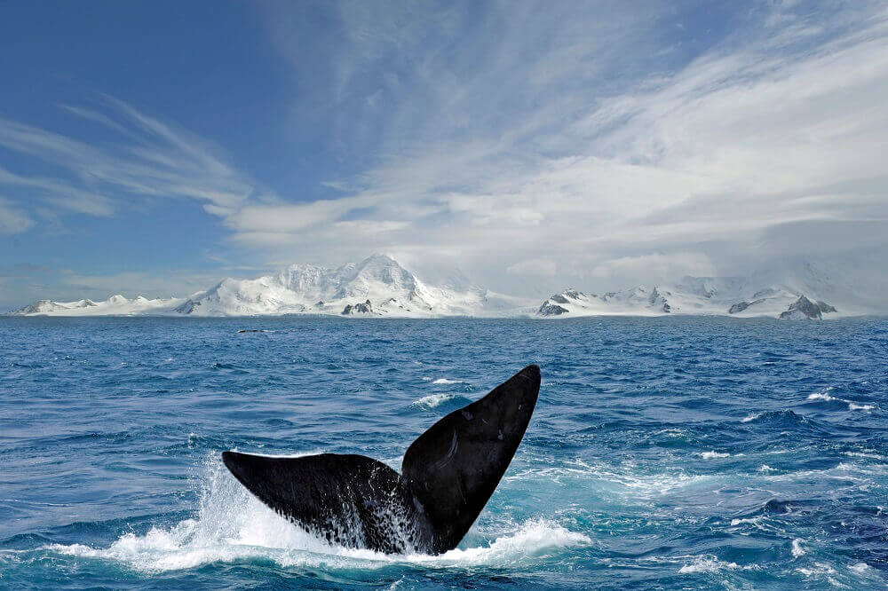 Whale tail around the South Shetland Islands in Antarctica