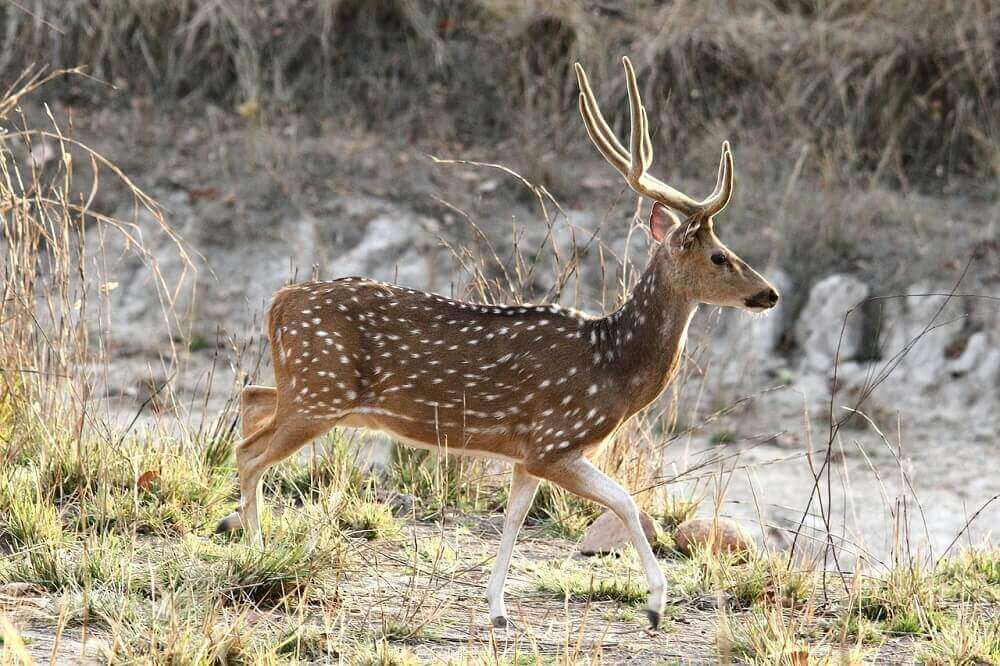 spotted_deer_bandhavgarh_tiger_reserve