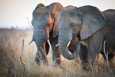 Swazi elephants