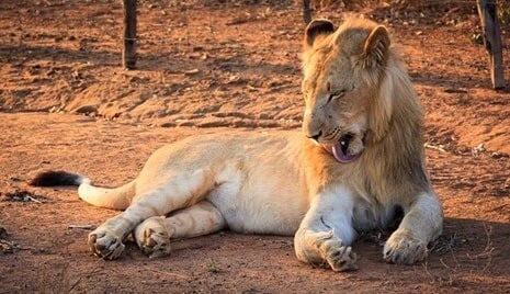 Lion in Swaziland