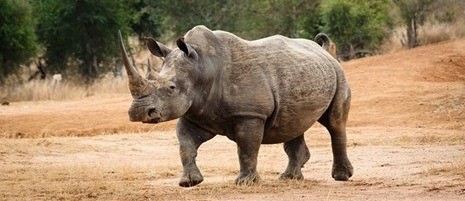 Rhino in Swaziland
