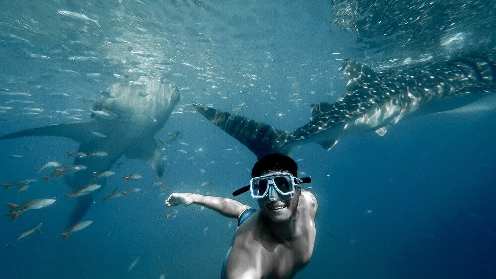 Swimming and snorkelling with whale sharks