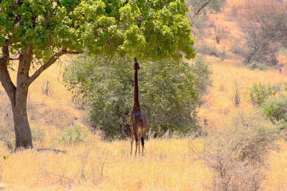 giraffe eating from a tree in the tarangire national park, tanzania