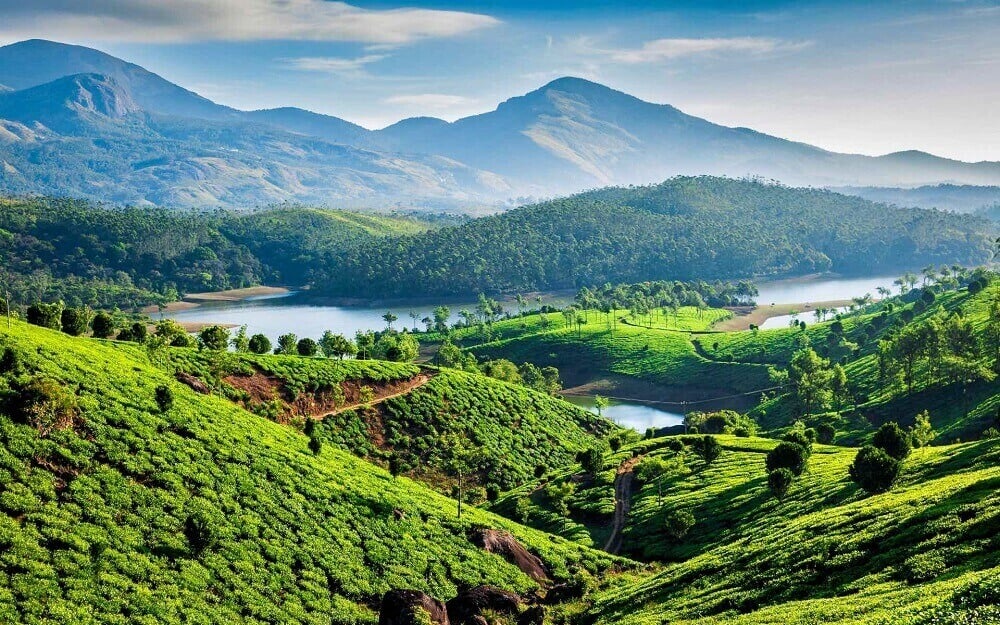 Tea plantations in Kerala India