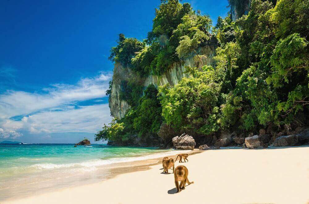 Monkeys on the beach on Koh Phi Phi in Thailand