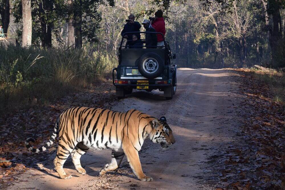 Tiger safari in India