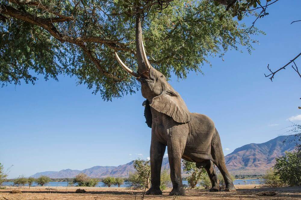 Elephant eating leaves on safari in Zimbabwe