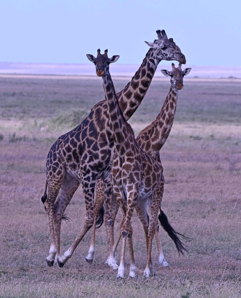 Tower of giraffes in the Serengeti