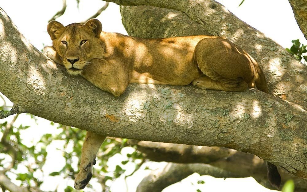 Lions in Uganda climbing tree