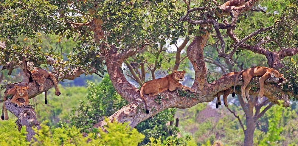 Ishasha Lions climbing trees in Uganda