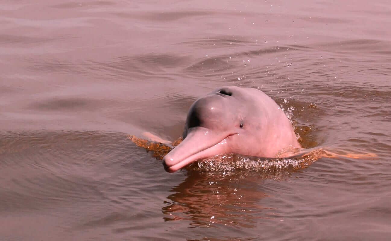 Pink River Dolphins, living only in freshwater can be seen on your boat excursions.