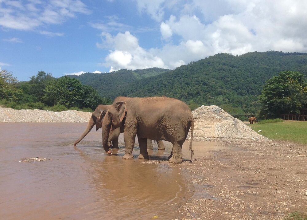 Two elephants drinking at the river at Elephant Nature Park elephant sanctuary