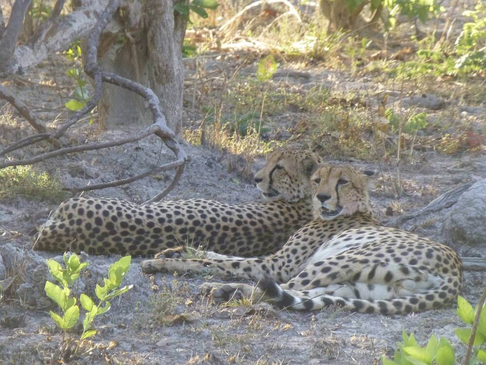 Two cheetah lying down on safari in Kafue National Park Zambia