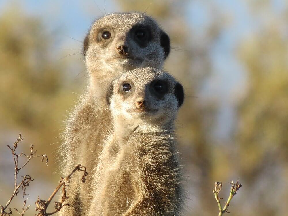 Two meercats in South Africa on a walking safari