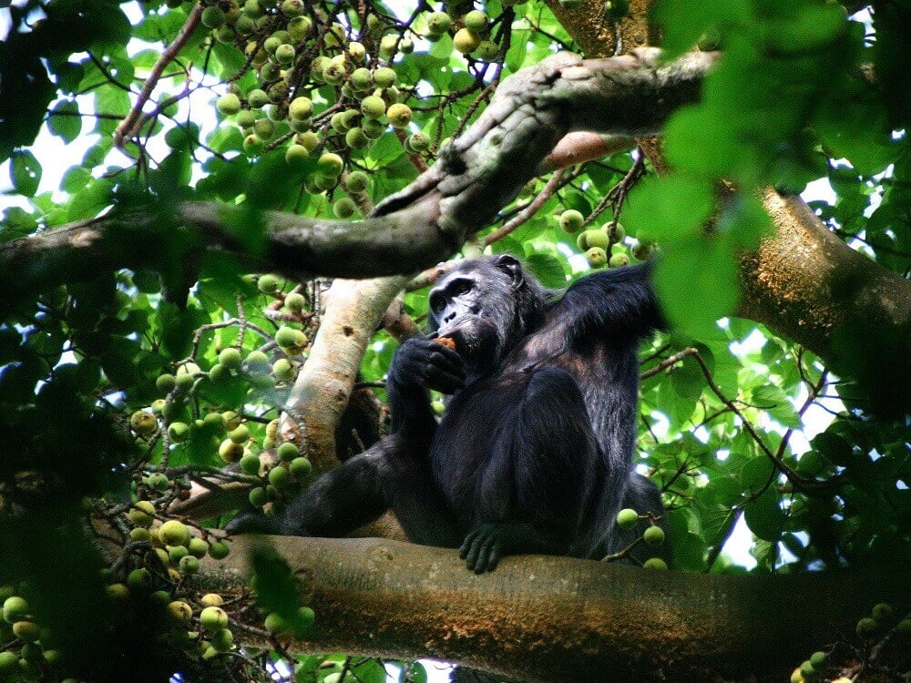 Chimpanzee in Kibale Forest Uganda on an East Africa honeymoon
