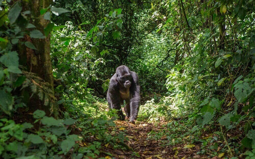 uganda_mountain_gorillas_bwindi_park_east_africa_honeymoon
