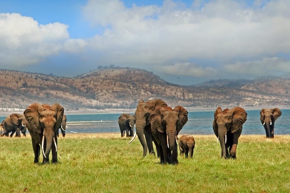 Elephants in Hwange National Park