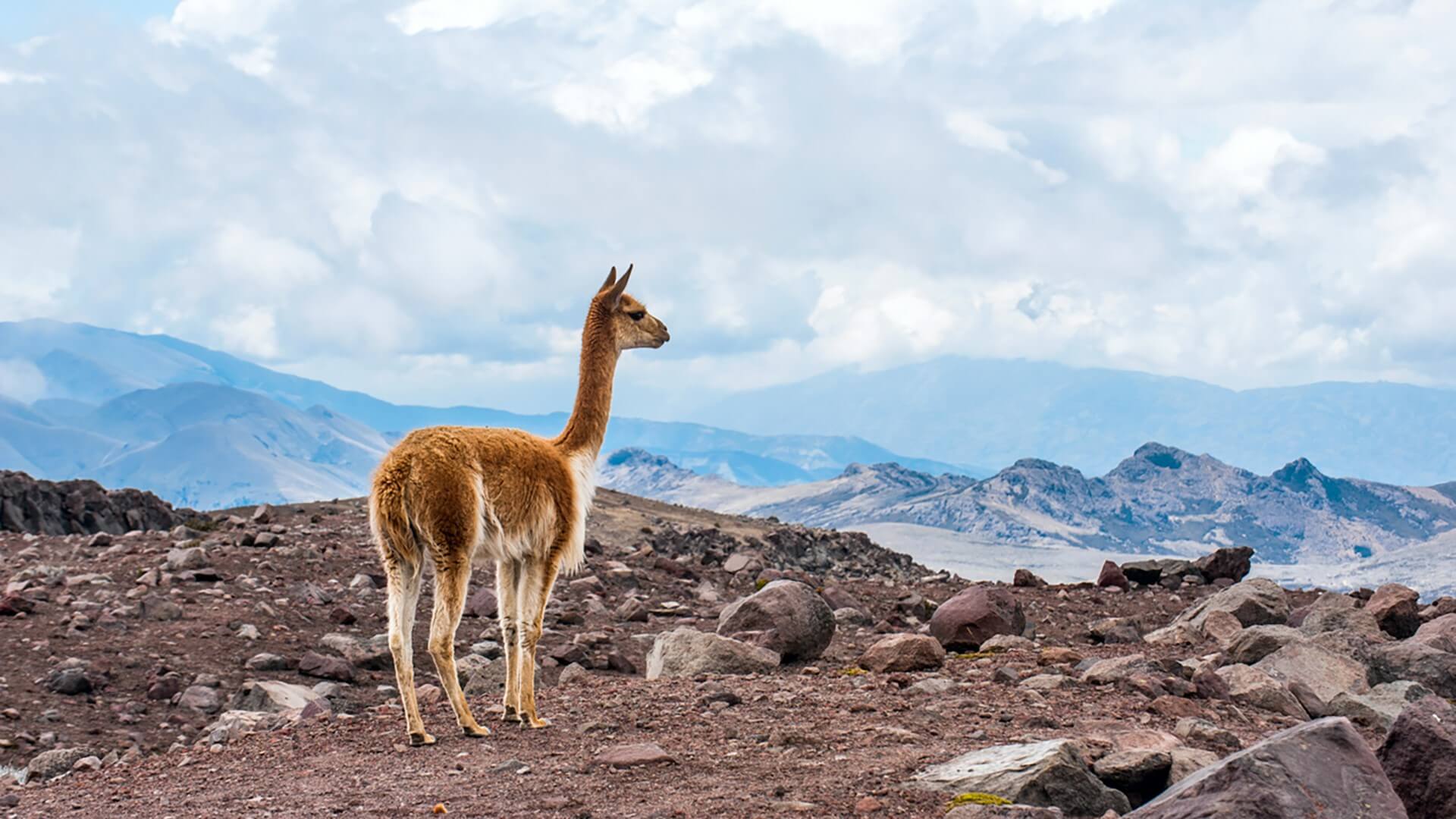 Wild vicuña are related to llamas and alpacas, but are unique to Ecuadorian Andes Mountains.