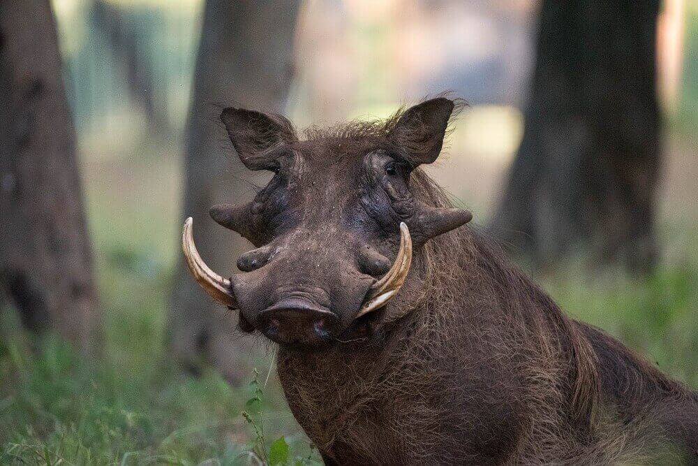 Warthog on safari in Zimbabwe