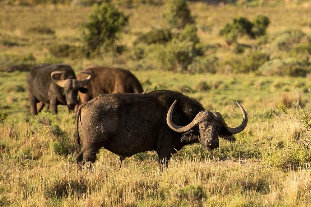Water buffalo in Zimbabwe on a Big Five safari