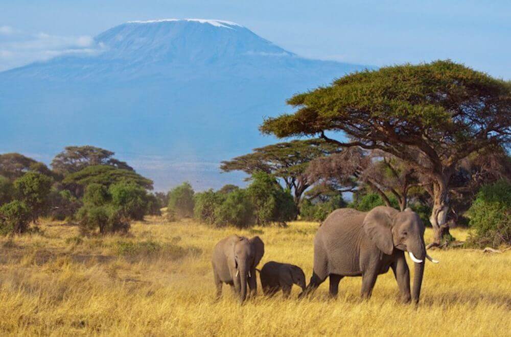 elephant family in the grasslands with mount kilimanjaro in the background