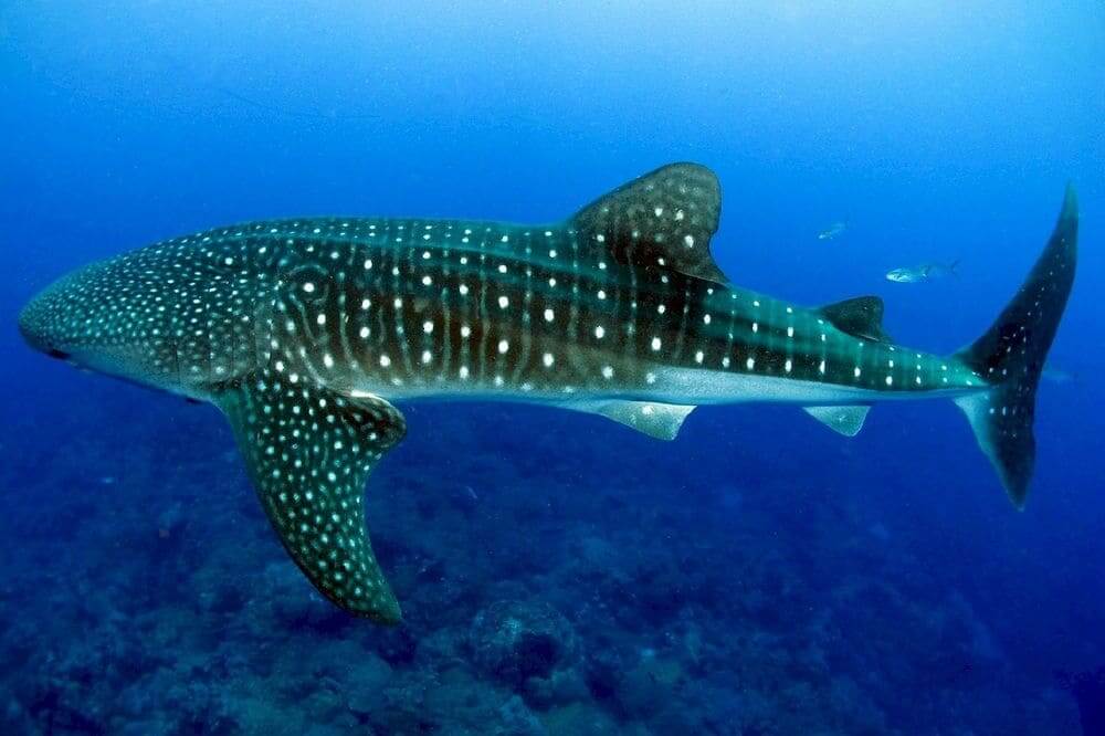 whale shark swimming in the ocean