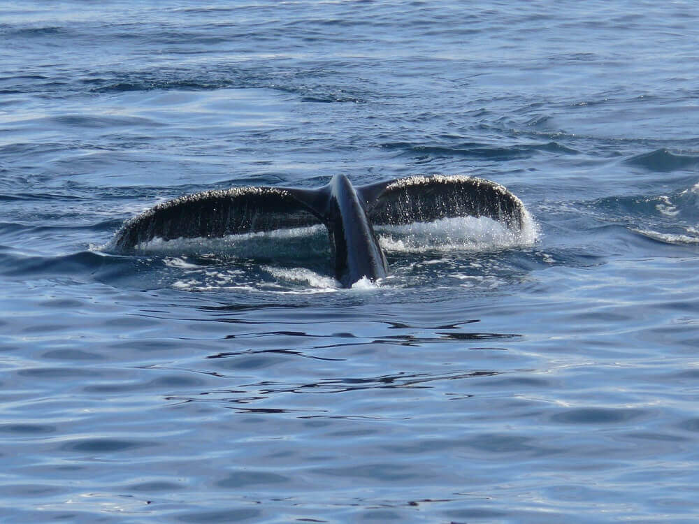 Whale tail in the ocean in Antarctica