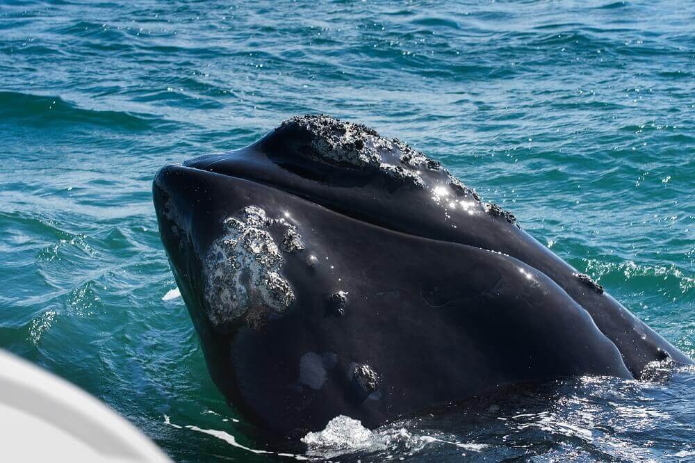 Whale watching in Hermanus - Cape Town with Kids