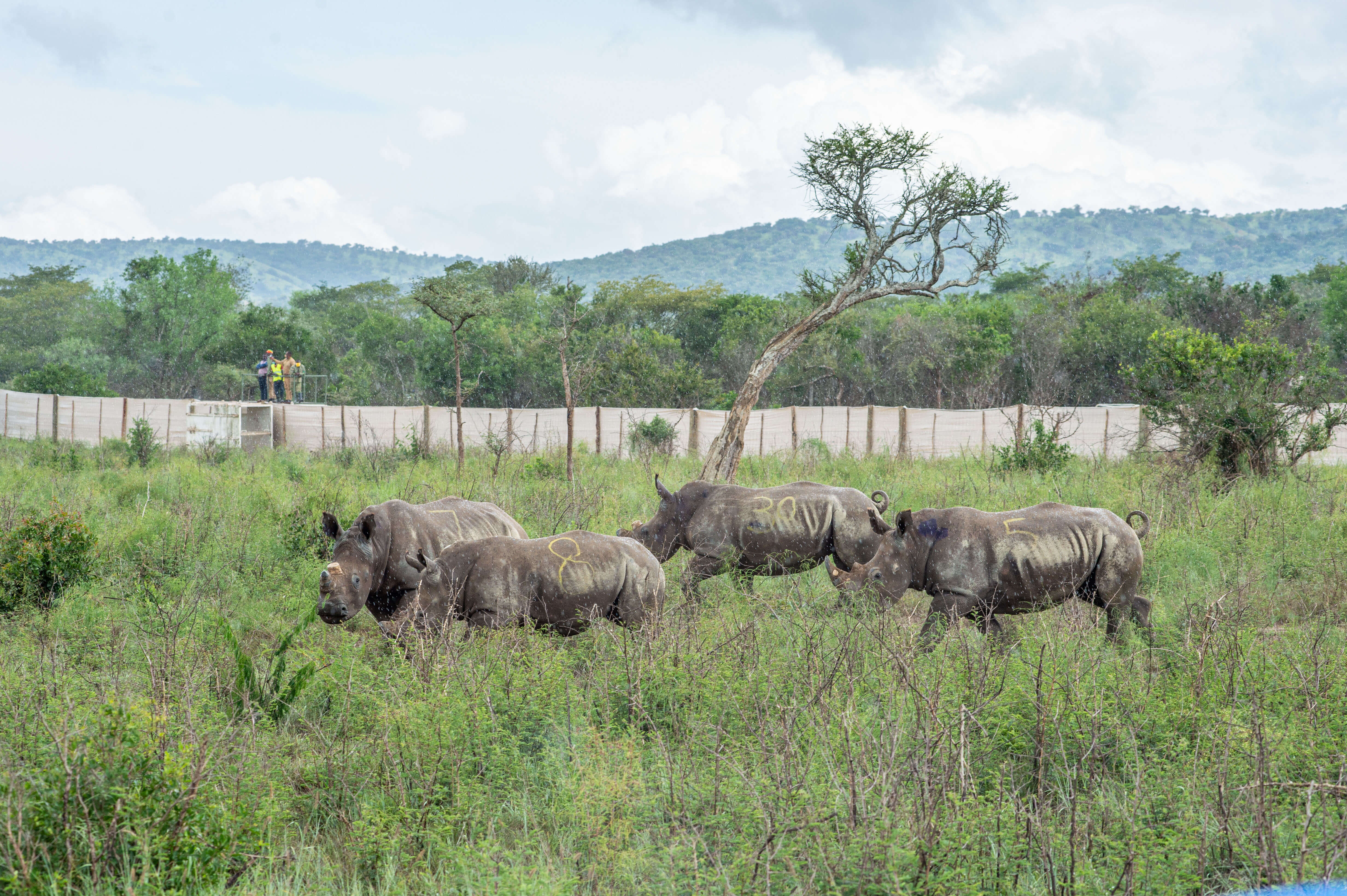 30 White Rhinos successfully reintroduced