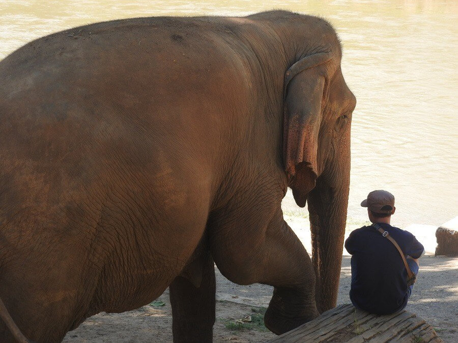 ENP volunteer sitting with an elephant