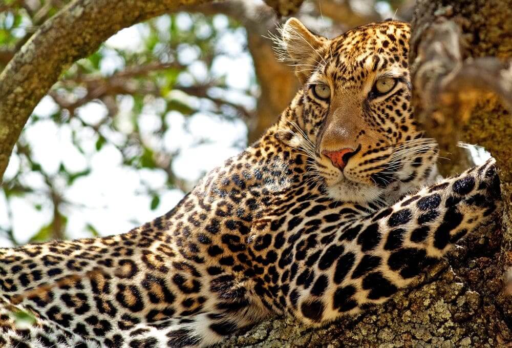 leopard in a tree in the masai mara, kenya