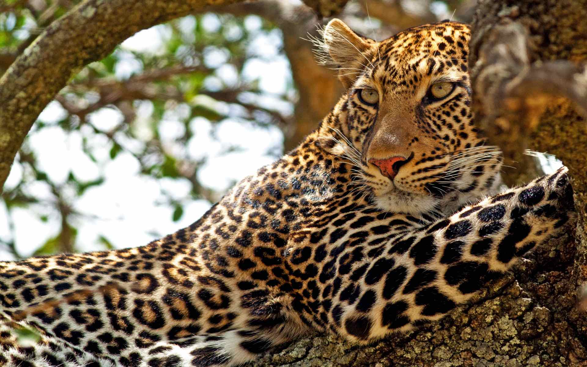 leopard in the masai mara: luxury travel kenya