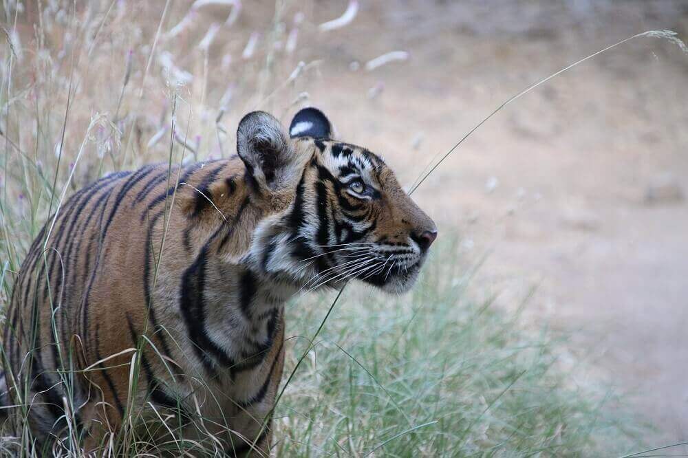 wild_tiger_in_india