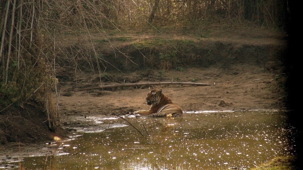 Wild tiger swimming in India
