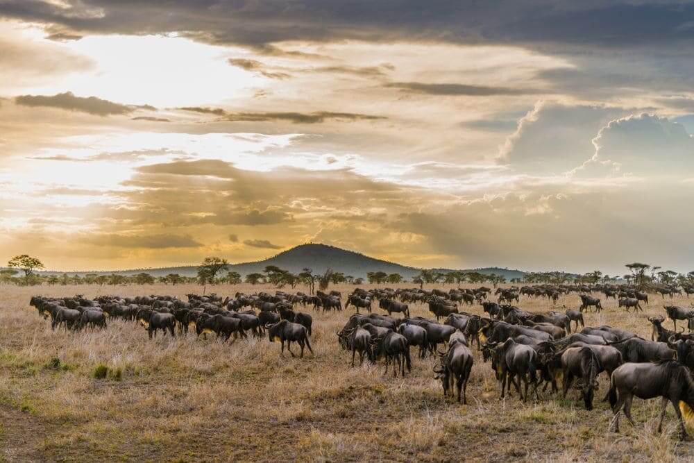 wildebeest crossing the serengeti national park in the great migration between tanzania and kenya