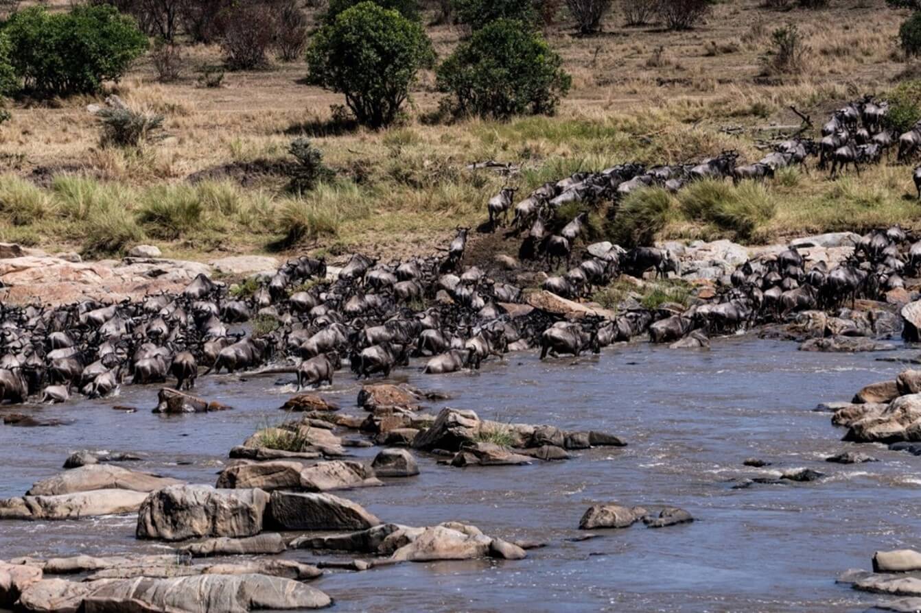 Wildebeest crossing the Mara River in Northern Serengeti National Park