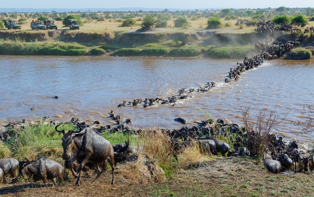 Wildebeest herd migration in Tanzania on a safari holiday