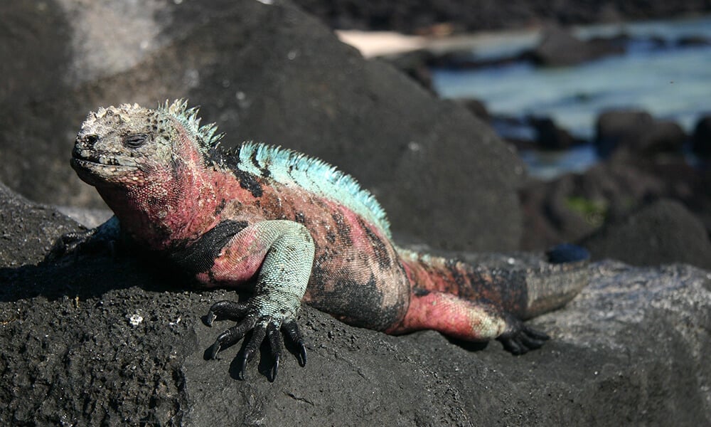 The Marine Iguana forages on algae and the males are exceptional at diving.