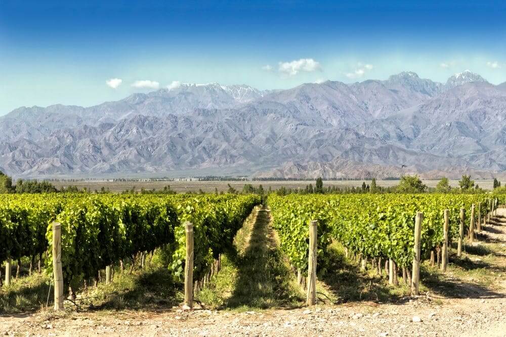 green vineyards with mountain backdrop mendoza argentina