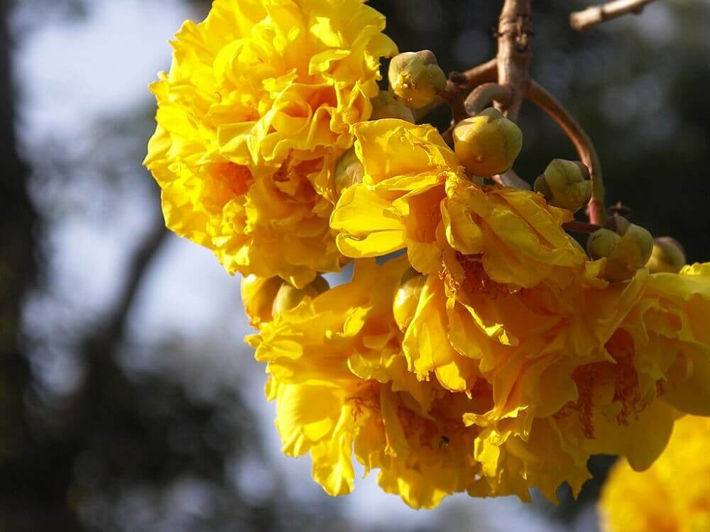 Yellow flower at Botanical Gardens in Luang Prabang Laos