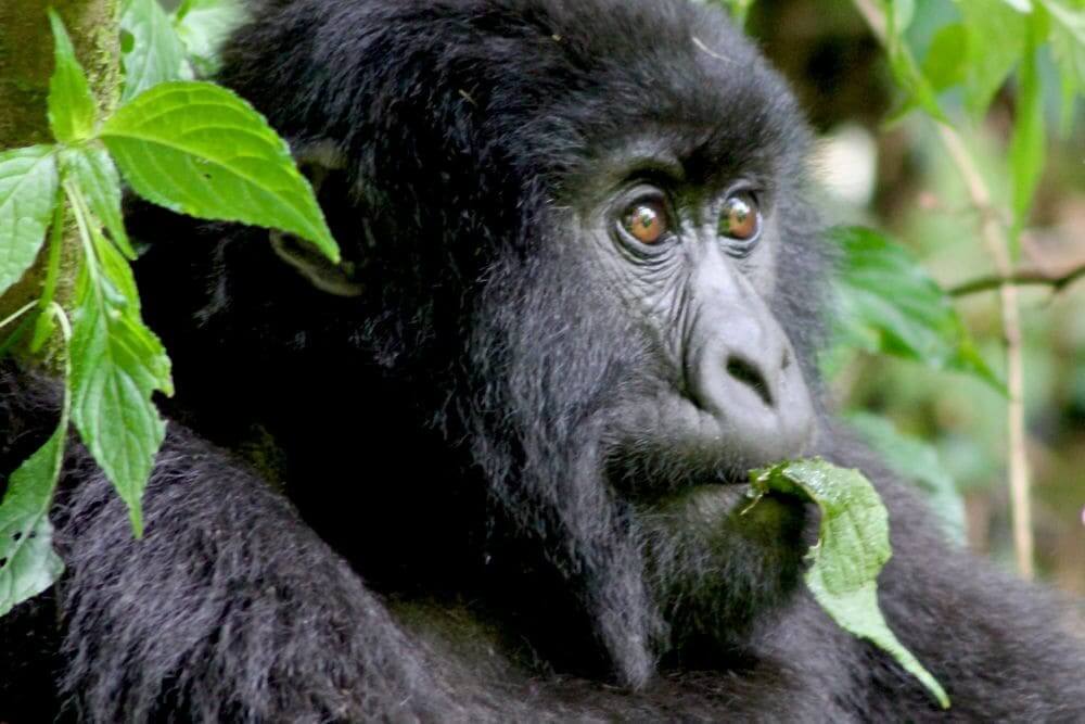 close up shot of a mountain gorilla munching on a leaf in rwanda
