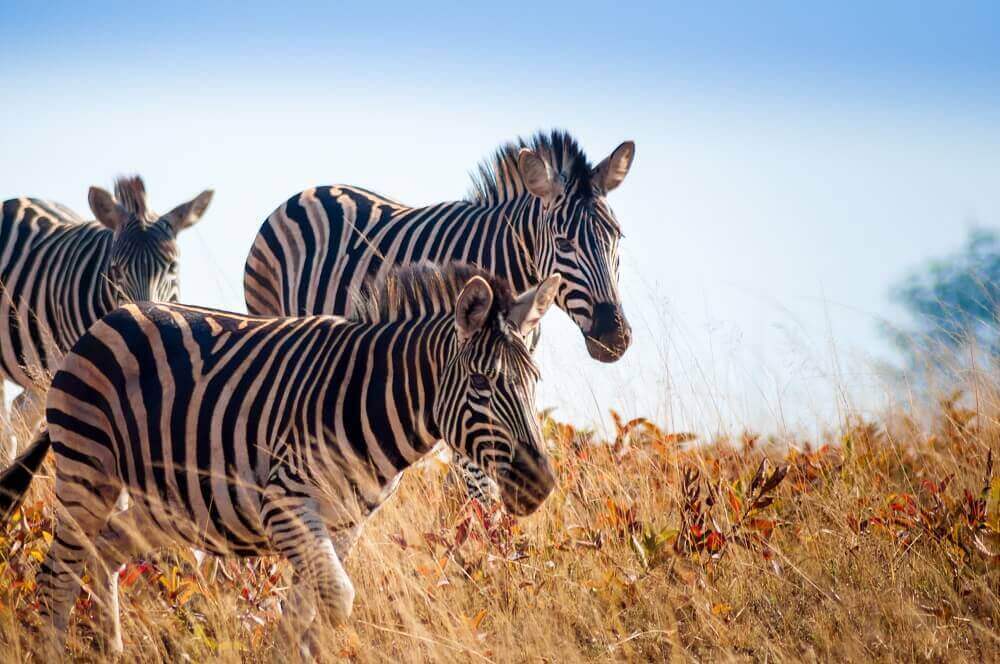 Zebra herd on safari in Swaziland