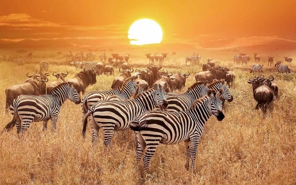 Zebra and wildebeest at sunset on the Serengeti in Tanzania on an East Africa honeymoon
