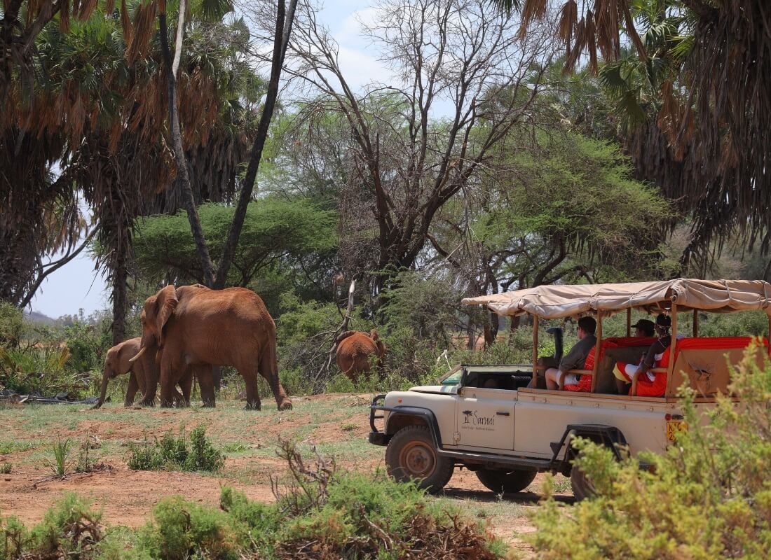 A heard of elephants are walking in front of a safari vehicle in the bush. 