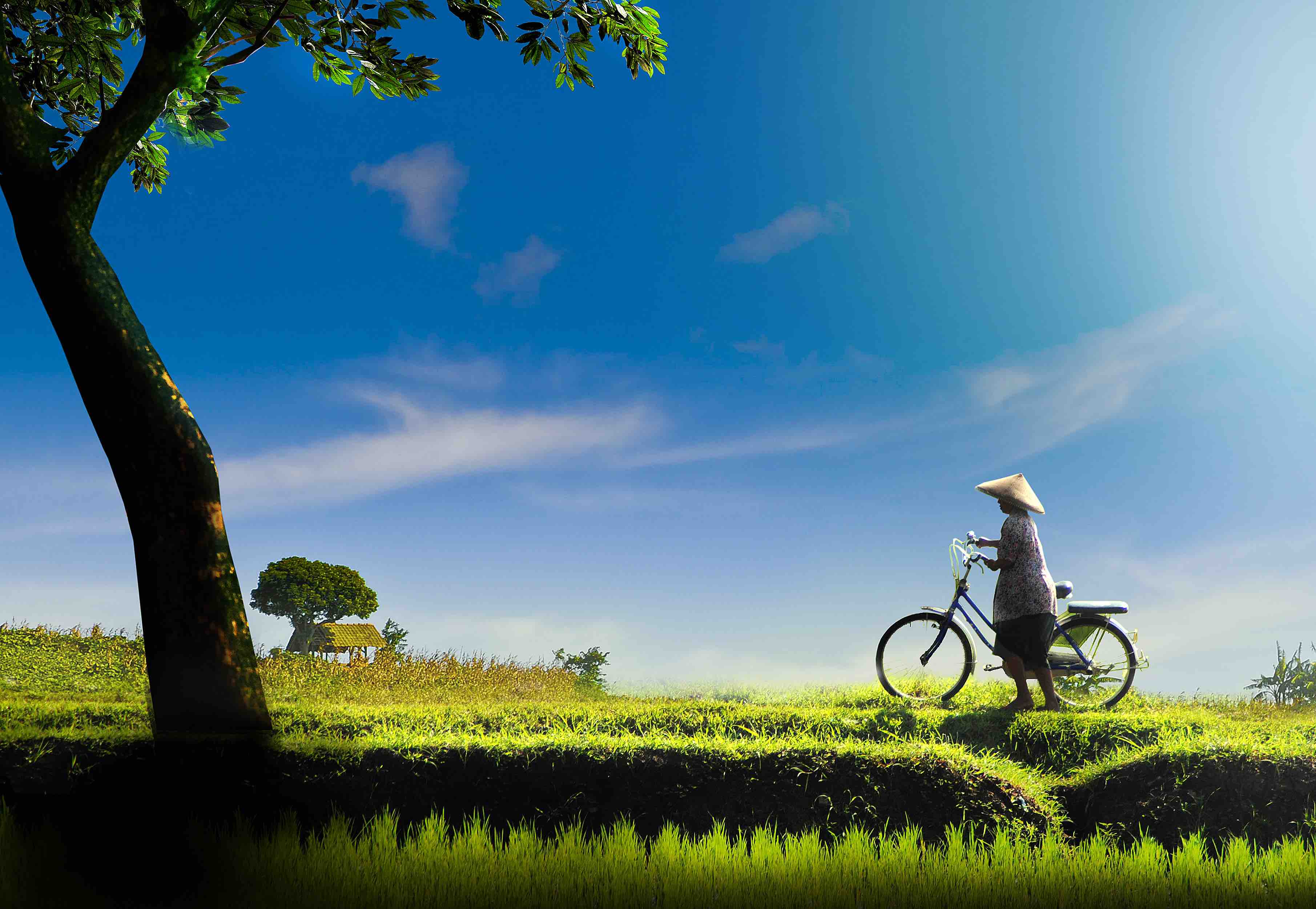 bicycle_across_rice_paddies_vietnam-1