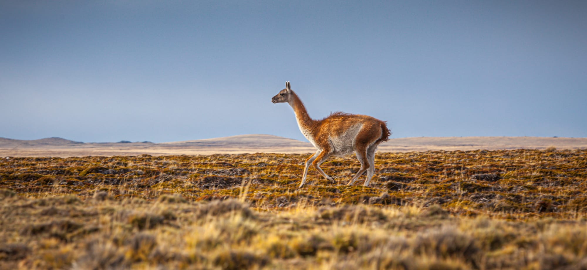A lone llama wonders the desert in Chilean Patagonia with mountains in the background. 